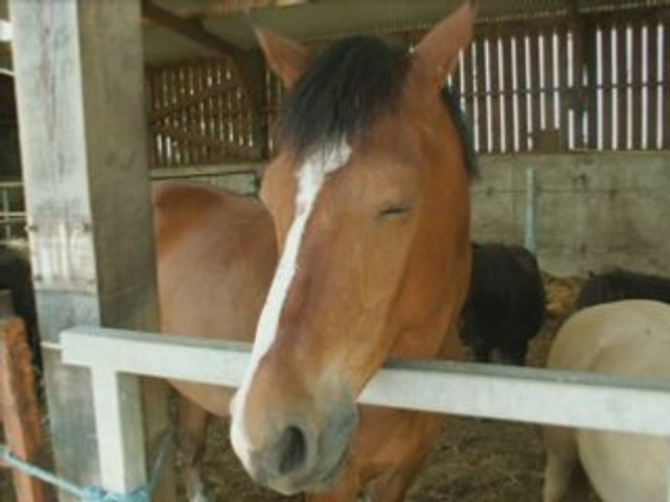 Chevaux