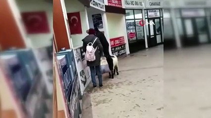 Sahibinden kaçan keçi, rakip firmanın dükkanını soydu