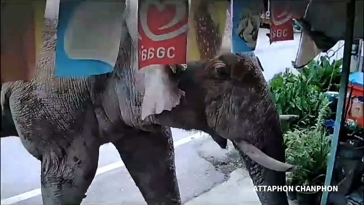 Wild elephant breaks into Thai grocery store to get snacks