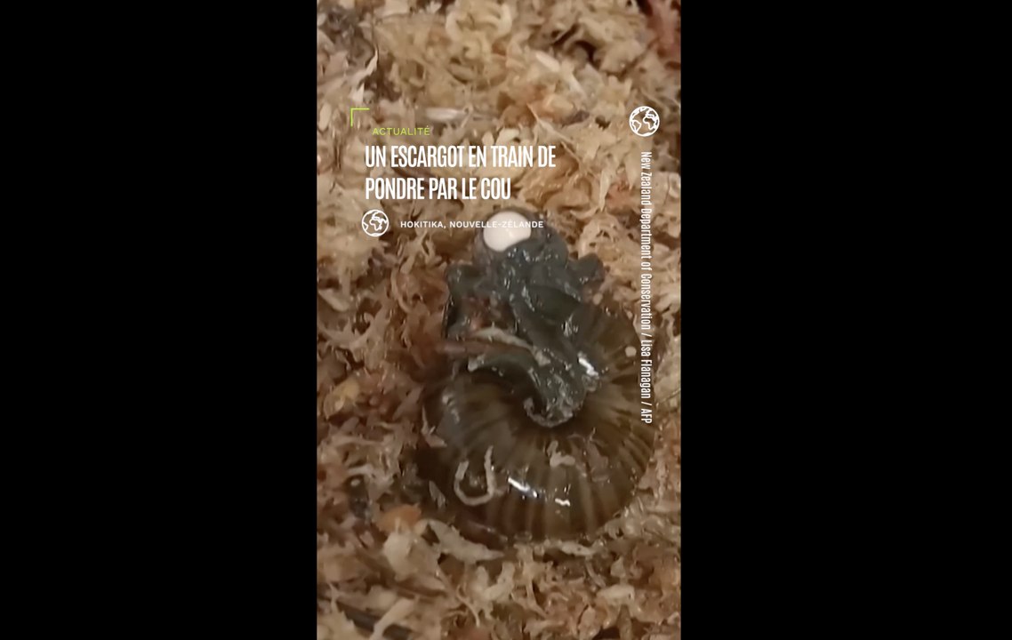 Nouvelle-Zélande: images d'un escargot menacé en train de pondre par le cou