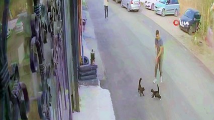 Erzurumgastesi | Türkiyenin konuştuğu kedi