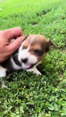 Angry Tiny Dogs Compilation / Compilație cu Căței Mici Furioși
