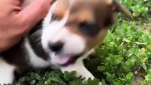 Angry Tiny Dogs Compilation / Compilație cu Căței Mici Furioși