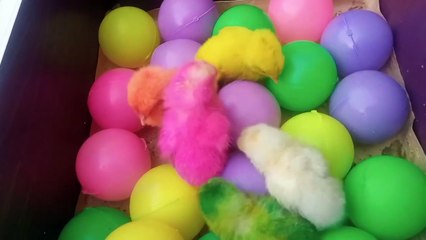 Cute baby chicks 🐥🐣