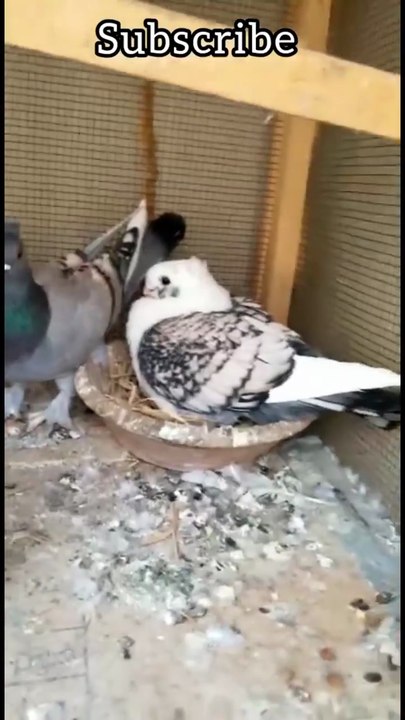 Cute baby chicks 🐥🐣Cute birds video | angry pigeon | kaboter ki video 🕊️