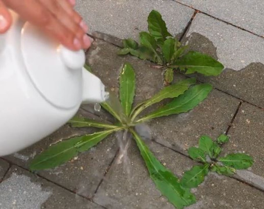 Outdoor Prep Hacks for Summer Bliss!
