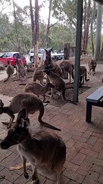 Kangaroos in love or fighting ?? Only in Australia 🇦🇺
