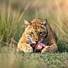 Big cat eating