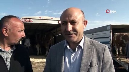 900 kiloluk dev Rıfkı'yı 300 bin TL'ye sattılar...