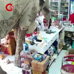 Tayland'da market sahibi, atıştırmalıkları yiyen fili sapanla kovaladı