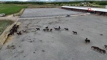 Türkiye'nin milyonluk tayları 4 nala rekor fiyata koşuyor