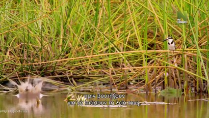 Αχανής Αφρική - Οι Βάλτοι του Οκαβάνγκο (Okavango Swamps)