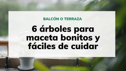6 🌳 6 Árboles Bonitos y Fáciles para Cultivar en Macetas