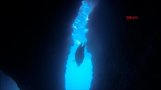 Nesli tehlike altındaki Akdeniz foku Kuşadası'nda görüntülendi