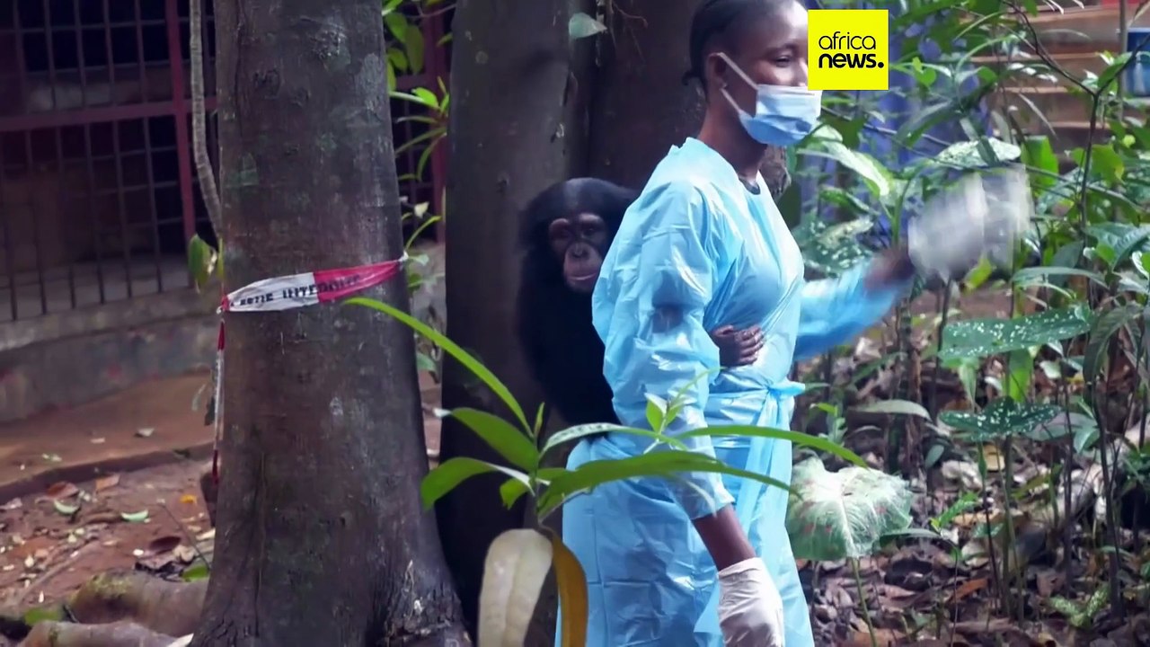 Sierra Leone: popular chimpanzee sanctuary under threat from encroachment