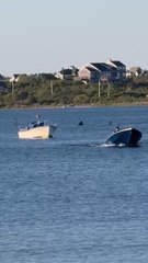 Person Spots Shark Swimming in Water