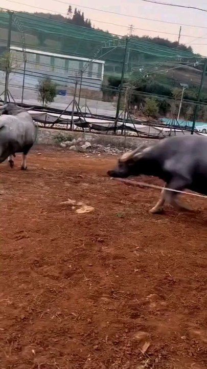 wow fight