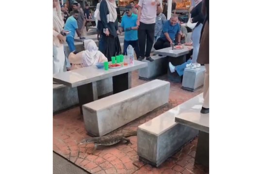 Lizard terrifies restaurant diners