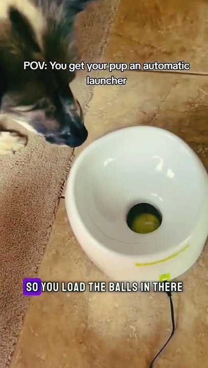 Dog Pet Automatic Interactive Ball Launcher