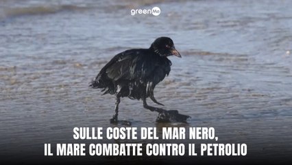 Sulle coste del Mar Nero, il mare combatte contro il petrolio