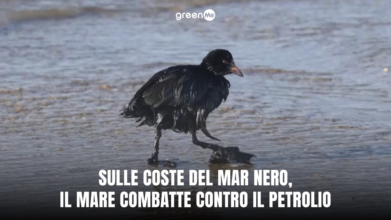 Sulle coste del Mar Nero, il mare combatte contro il petrolio