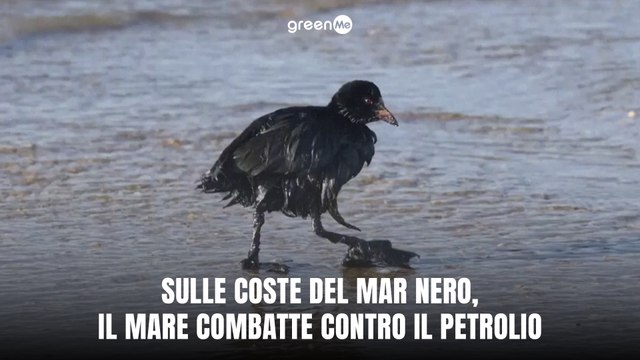 Sulle coste del Mar Nero, il mare combatte contro il petrolio