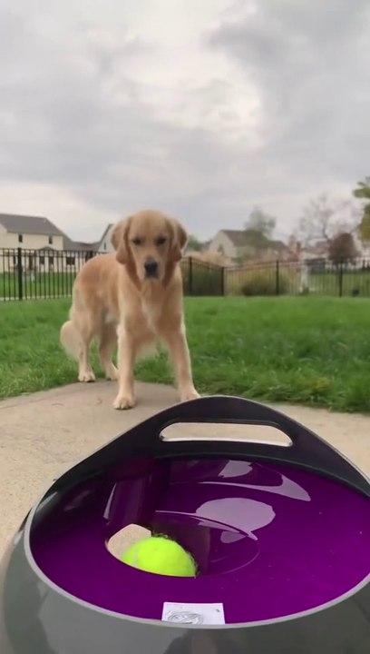 Dog Pet Automatic Interactive Ball Launcher