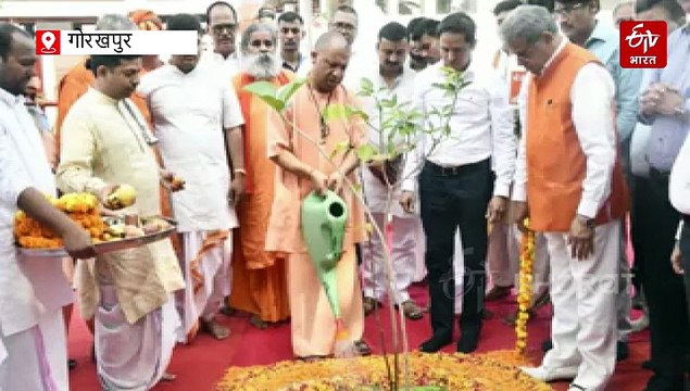गोरखपुर में वन विभाग के दावे हवा-हवाई, विकास के नाम पर काटे 10 हजार से अधिक पेड़, लगा रहा खजूर
