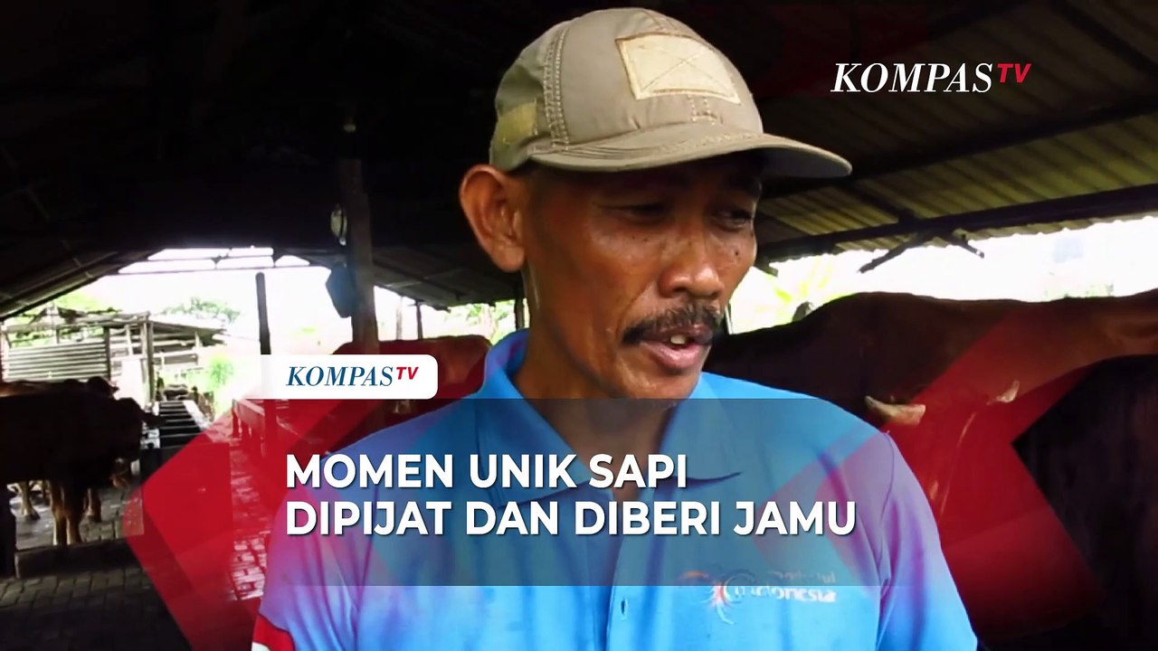 Iduladha 2025, Inilah Momen Sapi Dipijat, Diberi Jamu, hingga Mendengarkan Musik