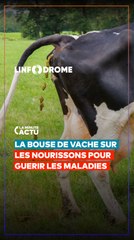 APPLIQUER DE LA BOUSE DE VACHE SUR LES BÉBÉS : UNE PRATIQUE ANCESTRALE CONTROVERSÉE