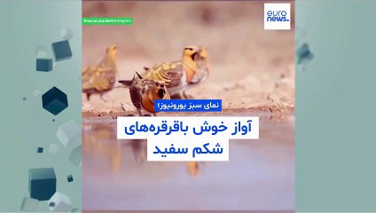 نمای سبز یورونیوز؛ باقرقره‌های شکم سفید، پرندگانی اجتماعی
