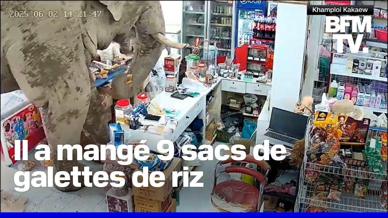 Affamé, un éléphant dévalise une épicerie en Thaïlande