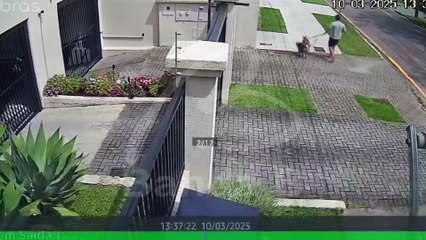 Cães que atacaram grávida no Juvevê avançaram contra estudante meses antes