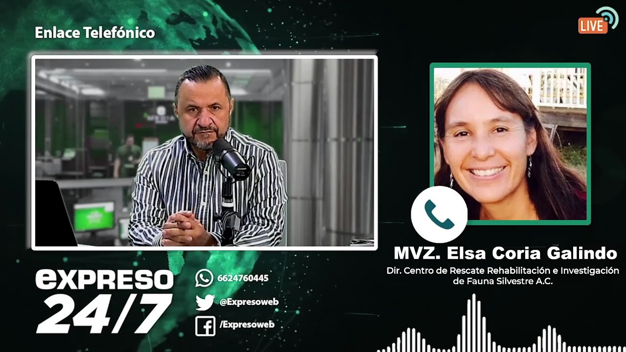 Desove de tortugas marinas en Guaymas