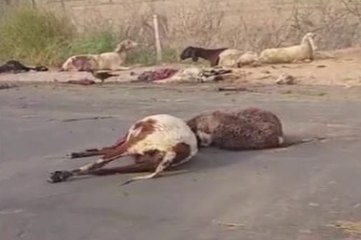 हाइबो की चपेट में आने से 25 भेड़ों की मौत, मुआवजा देने पर मामला सुलटा