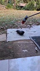 Cobra mais veloz do Brasil passa do limite e entra em casa para visitar "humanos de estimação"