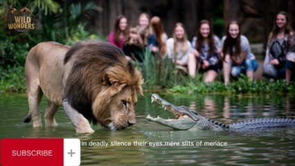 "Lions vs Crocodiles vs Beautiful Lady Doctors – Wildest Showdown in Nature!"