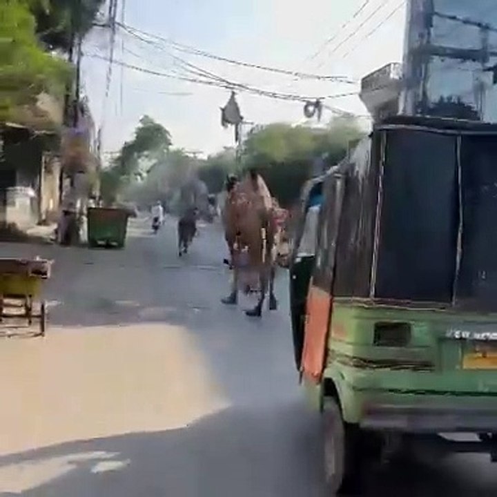 Bull and Camel running on road ____videos Eid 2025 #bull #camel #Lahore #viral #eid2025 #eidulazha #qurbani #Lahore sacrifice #goat