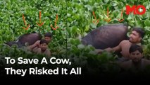 To save a Cow, they risked it all