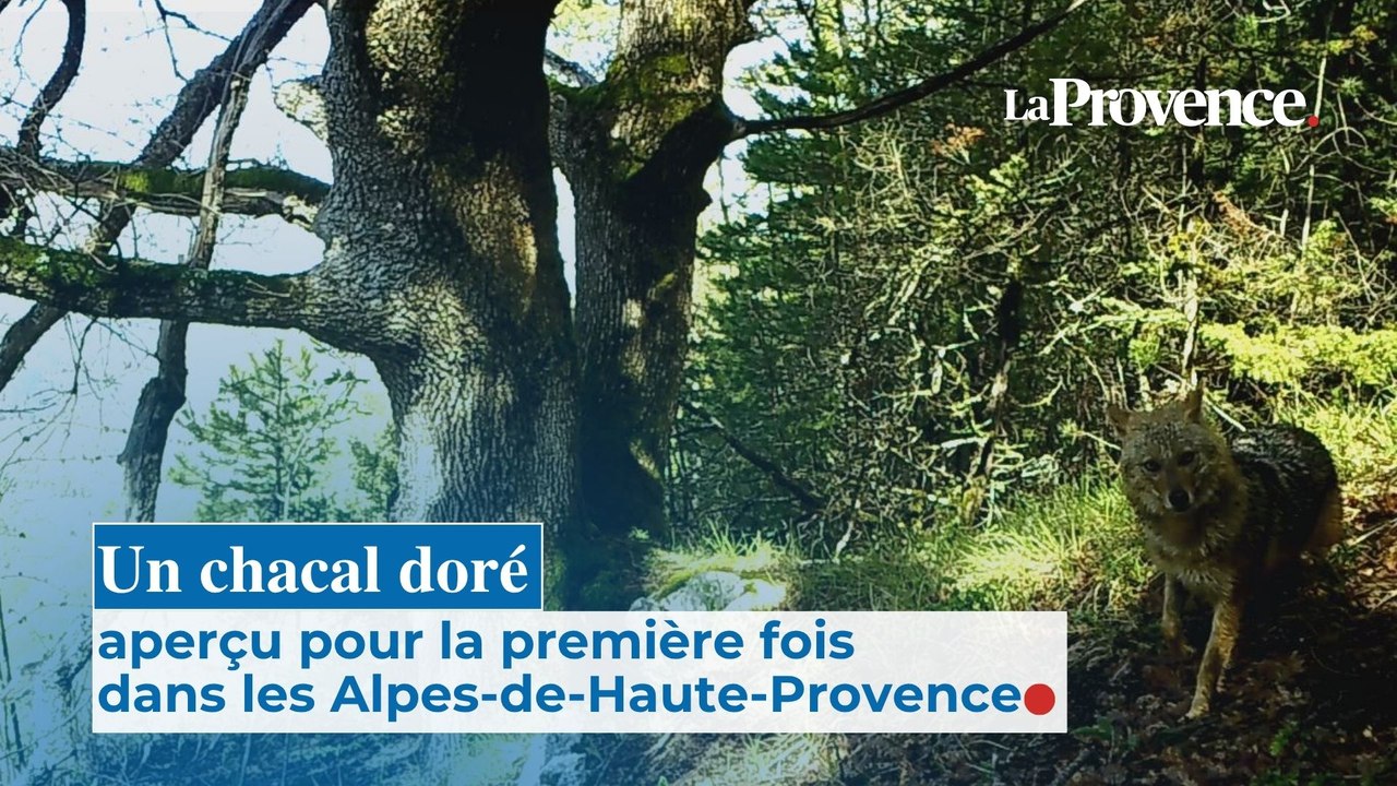 Un chacal doré aperçu pour la première fois dans les Alpes-de-Haute-Provence