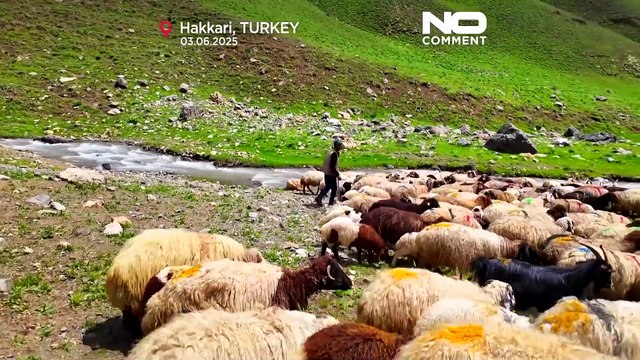 Turquie : le Mont Mor voit le retour du bétail et des traditions après la fin de l'instabilité