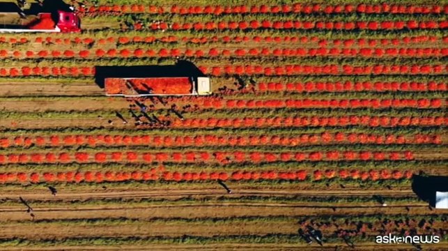Rota (Fai Cisl): prezzi minimi agricoli contro il caporalato
