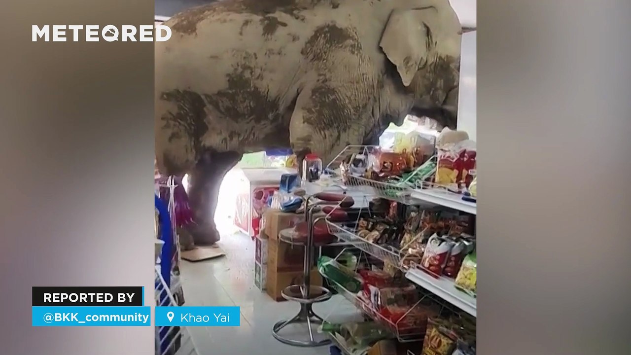 An elephant enters a store in Khao Yai, Thailand! His name is Plai Biang Lek, and he is a regular visitor to the National Park