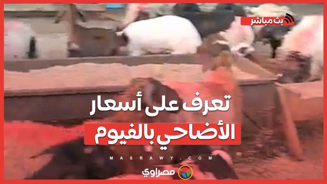 الخروف بـ 220 والماعز بـ 230 جنيه للكيلو.. تعرف على أسعار الأضاحي بالفيوم قبيل عيد الأضحى الفيوم