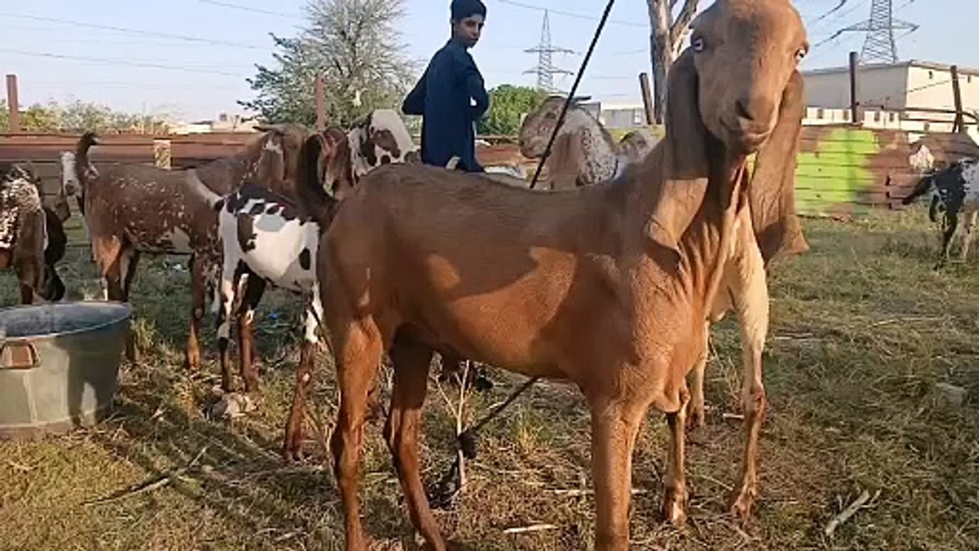 ⁣Makhi Cheenay Bakray/Beetal Goats/Qurbani Goats/Healthy Goats/Kallar Syedan one Km from Rawat/Health