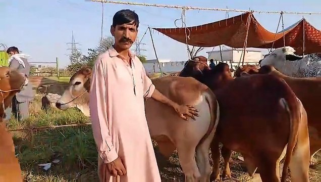 Beautiful Bulls/Qurbani Bulls/Cholistani Bulls/Katta Shero King/Sahiwal Bulls/Desi Bulls/Rawat