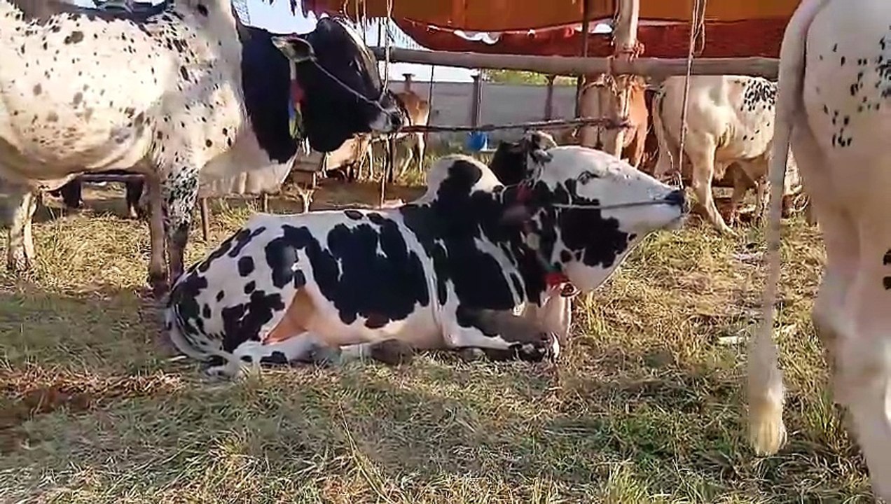 Desi Bulls/Cholistani Bulls/Sahiwal Bulls/Rawat Mandi/Kallar Syedan Road/Healthy Bulls/Qurbani