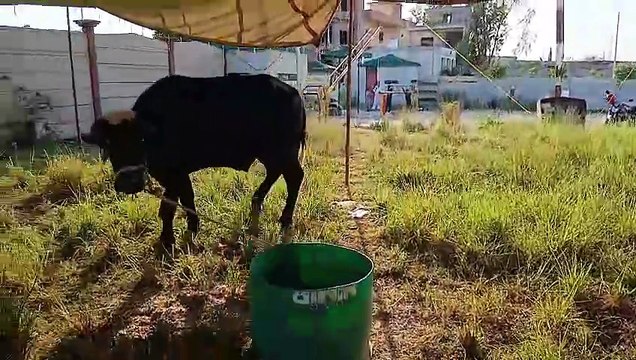 Qurbani Bulls/Healthy Bulls/Desi Bulls/Cholistani Bulls/Sahiwal Bulls/Cows for Qurbani/Healthy/Activ