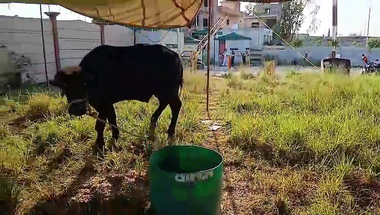 Qurbani Bulls/Healthy Bulls/Desi Bulls/Cholistani Bulls/Sahiwal Bulls/Cows for Qurbani/Healthy/Activ