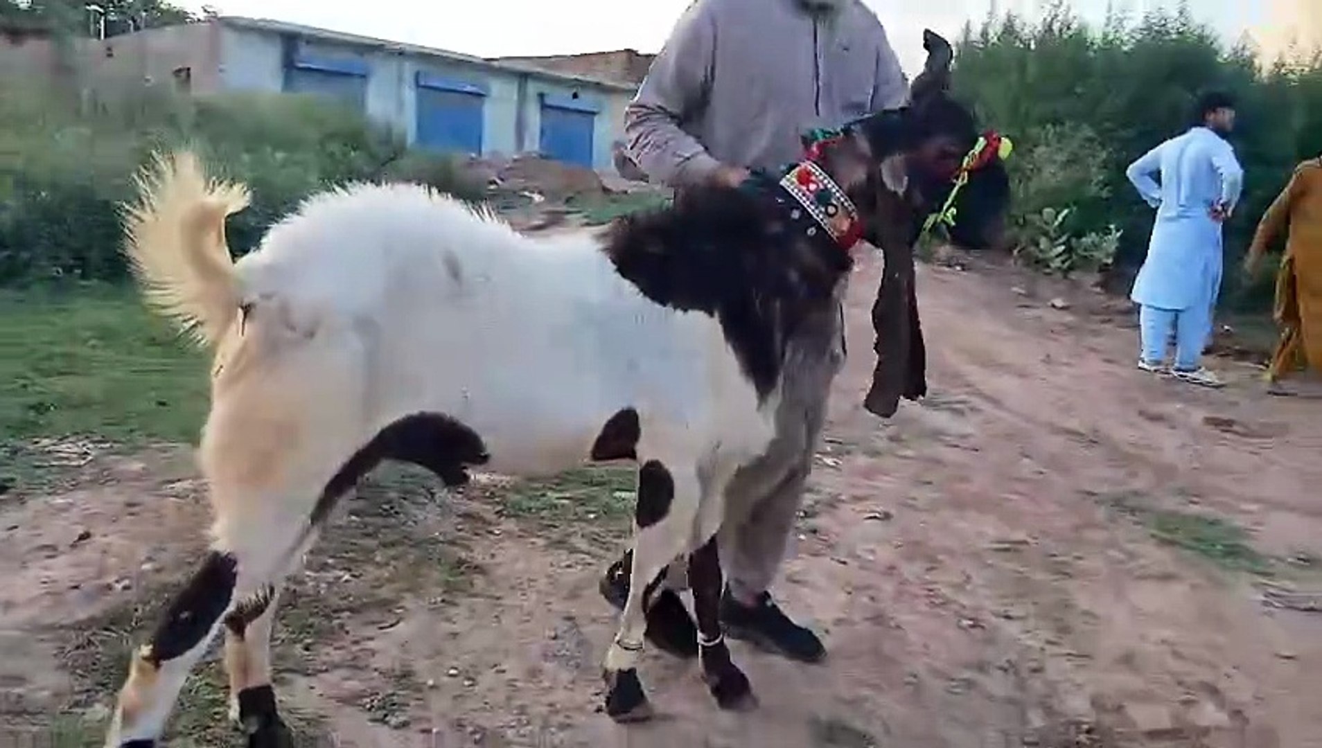 ⁣Healthy Goats Qurbani
